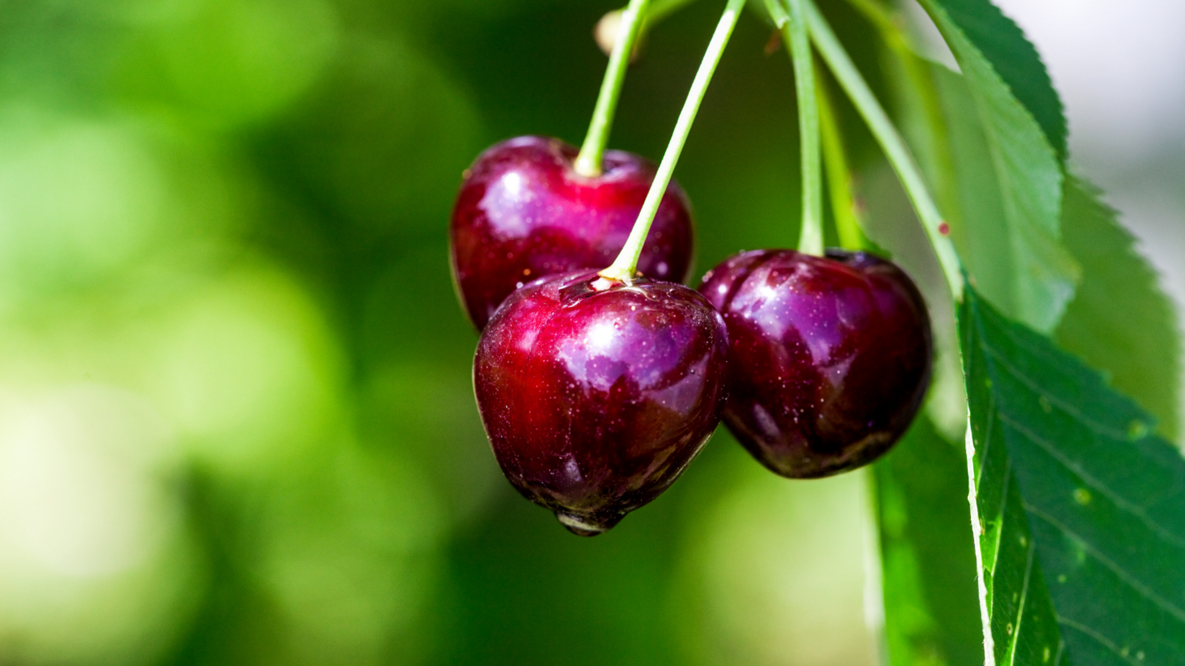 fresh cherries on the tree