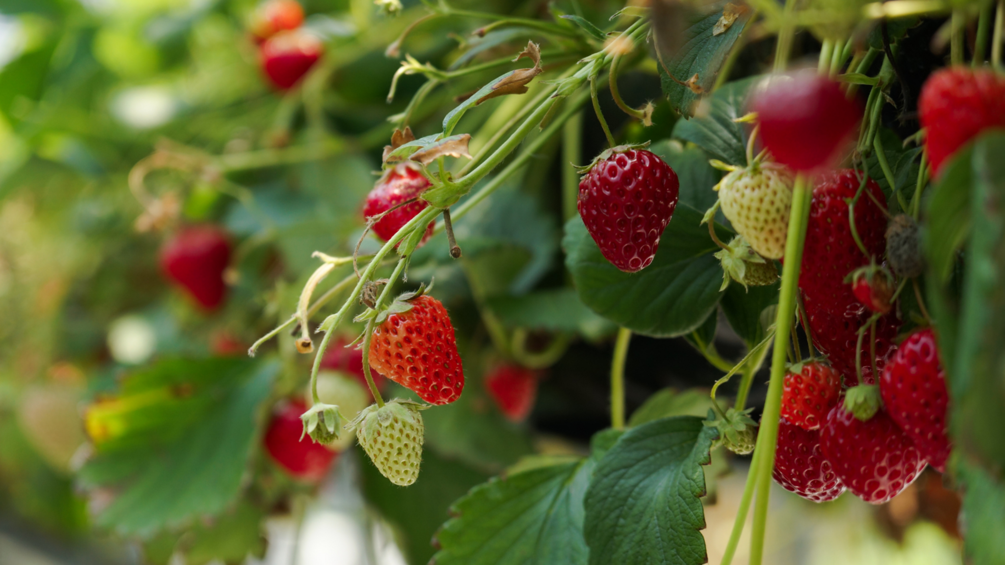 close up of strawberries on the plant