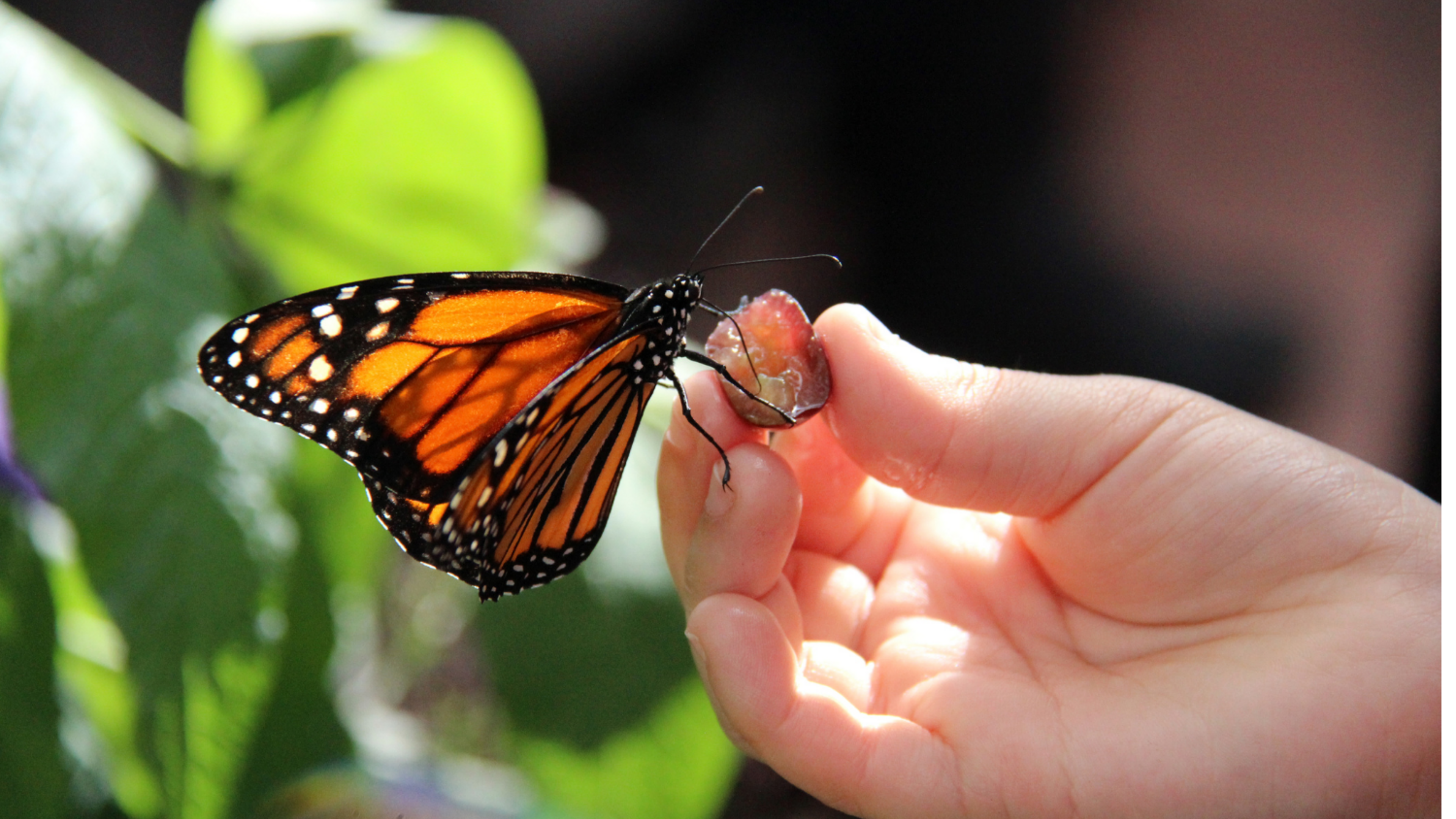 yellow and black butterfly on a hand