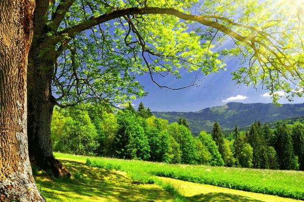 green trees and grass and blue sky