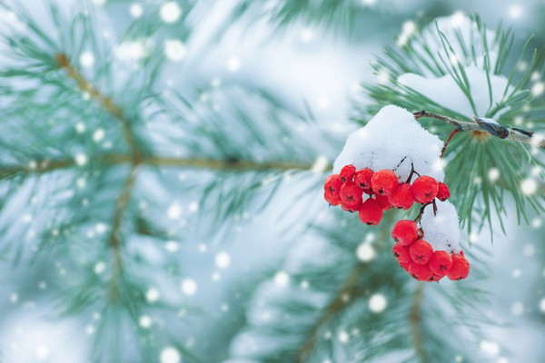 Red frozen rowan on pine branch