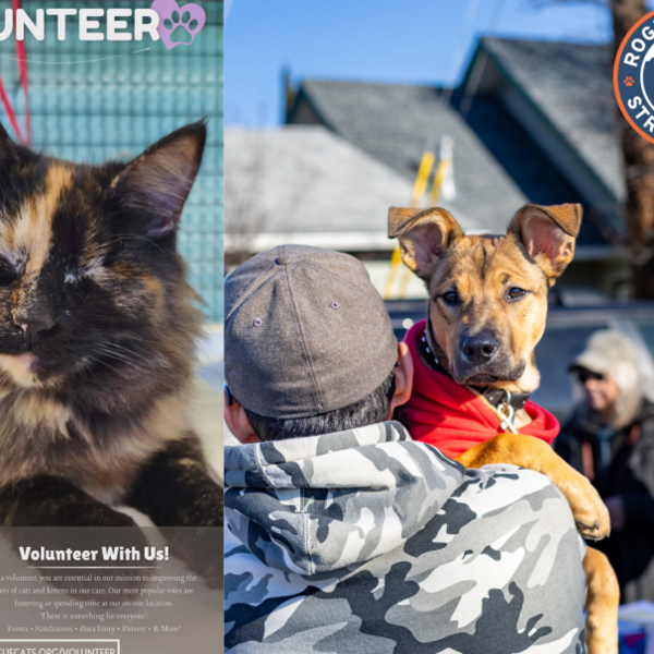 Rogue Community Cat Rescue and Rogue Valley Street Dogs