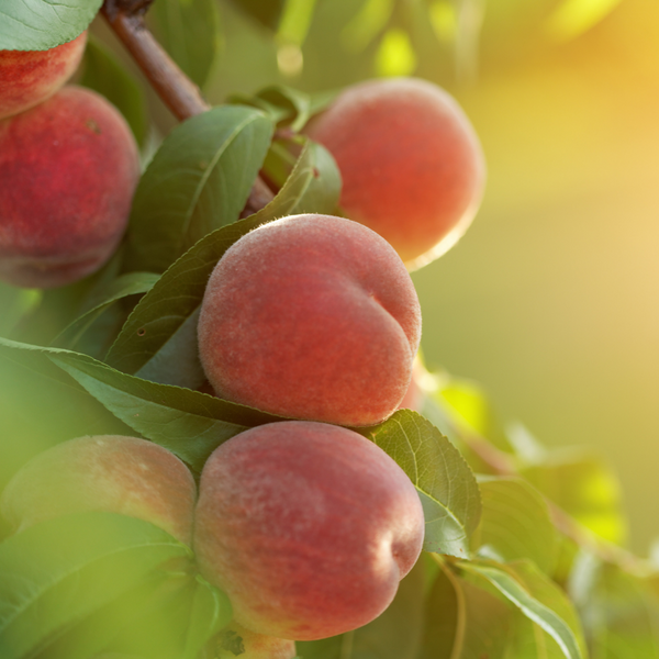 Close up of peaches on a tree with warm sunlight
