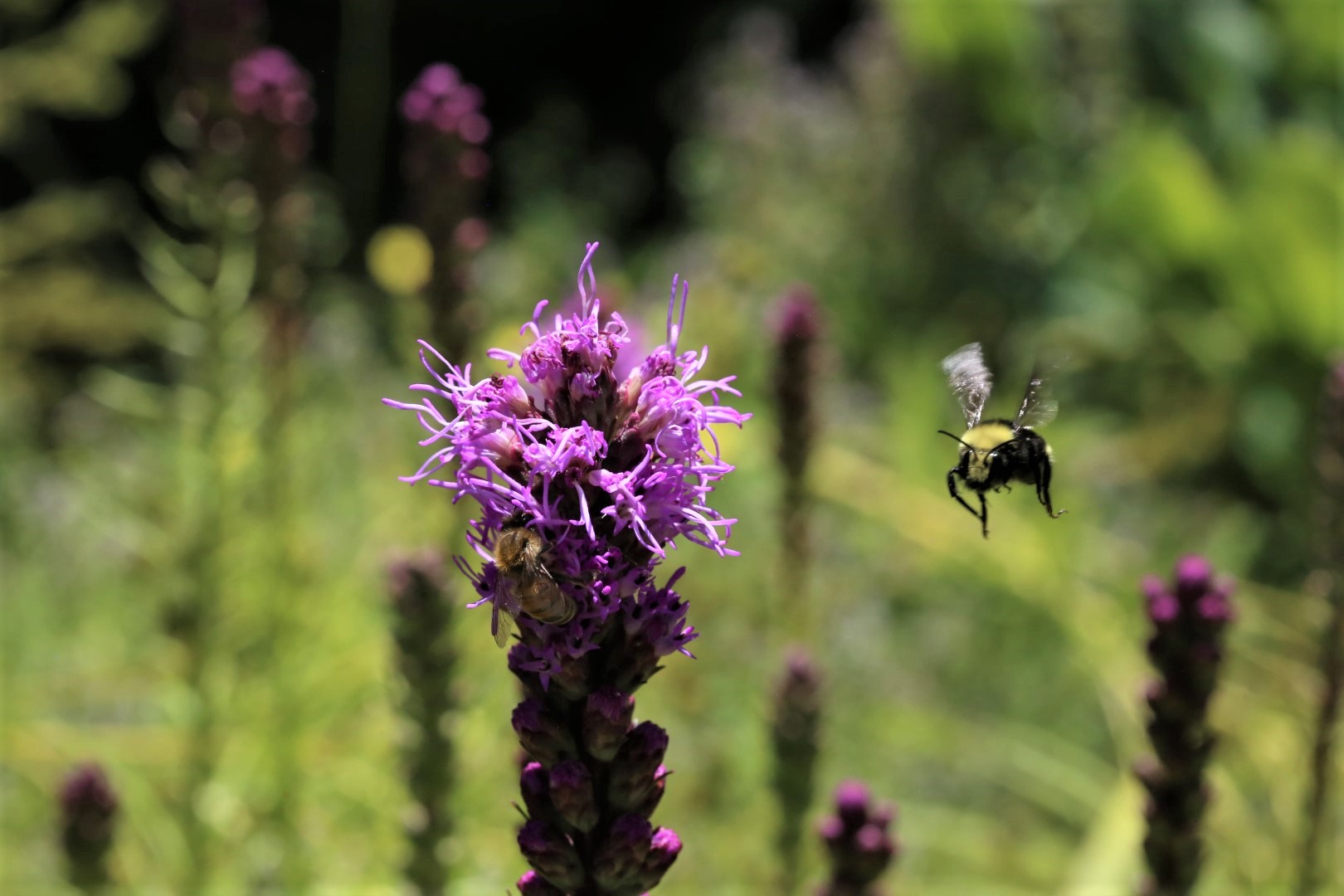 Pollination in action