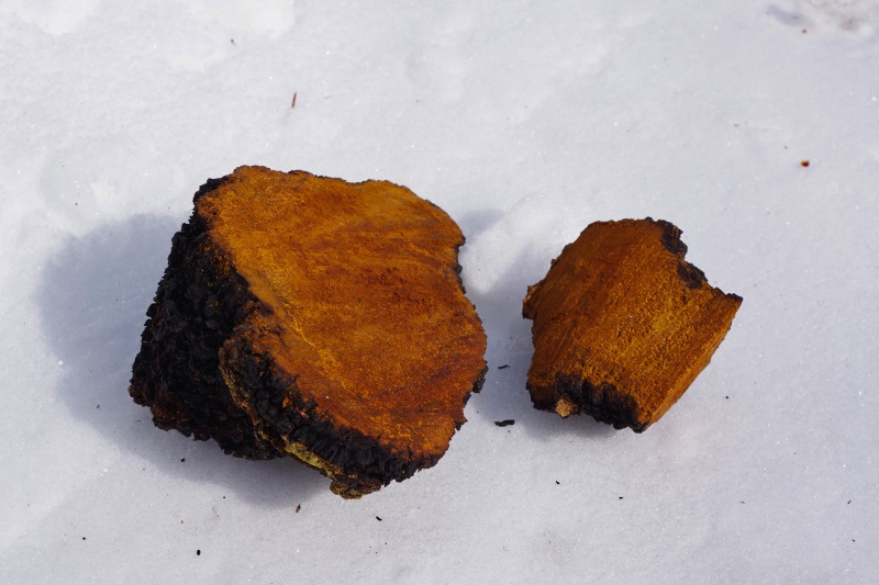 Chaga mushroom