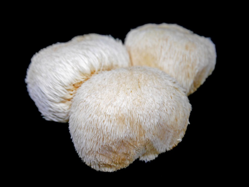 Lion's Mane mushroom