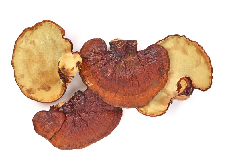 Reishi mushrooms