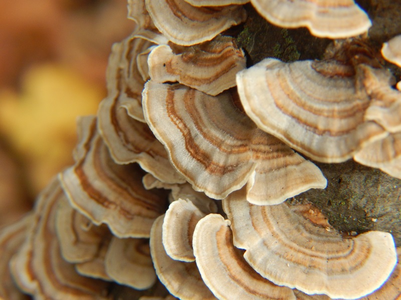 Turkey Tail mushroom